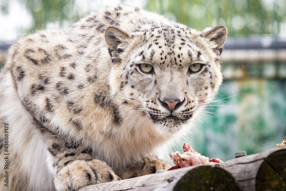 Fototapeta premium Panthera uncia. Snow leopard. Irbis. Uncia uncia. Portrait close-up.