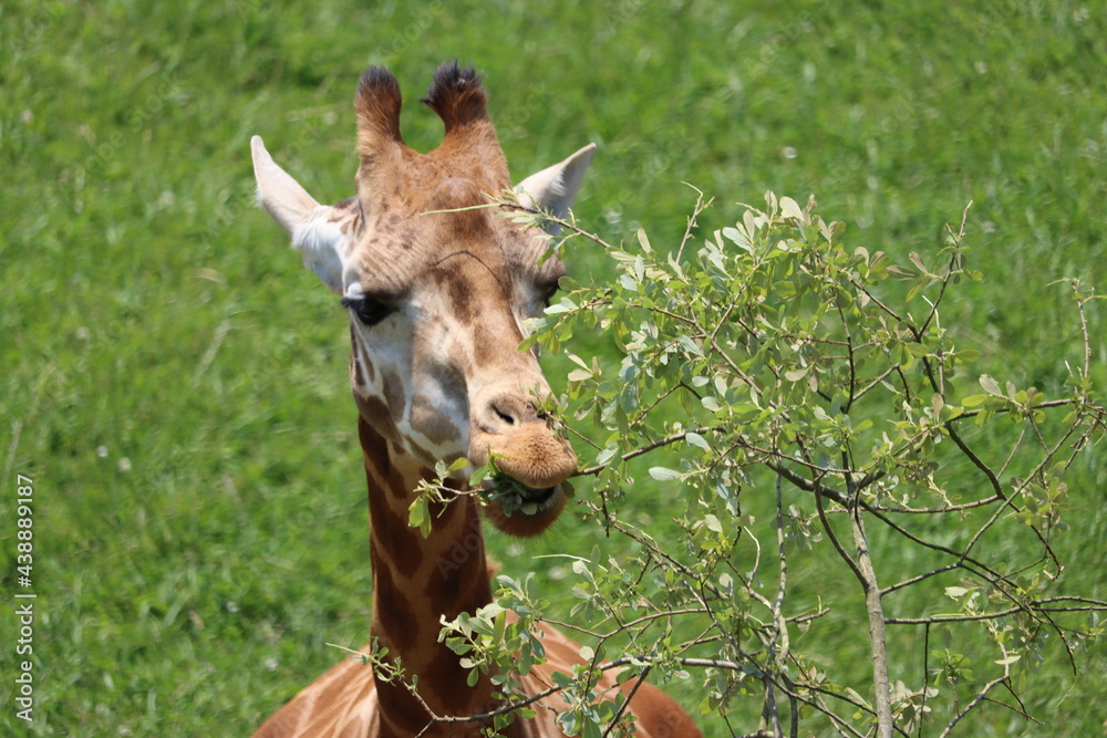 beautiful high giraffe spots wild long neck fast horns beautiful high giraffe spots wild long neck fast horns