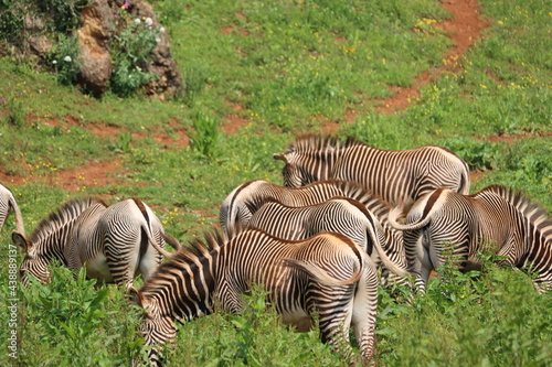 beautiful zebras wild animals herbivores fast stripes