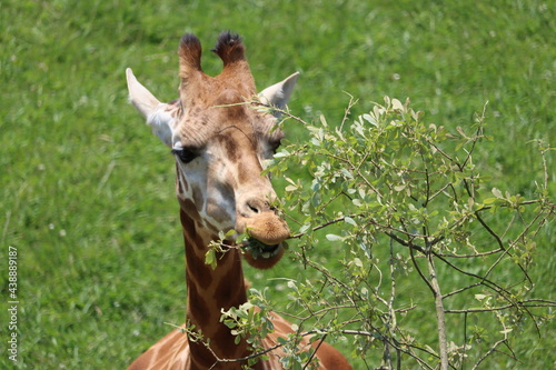 beautiful high giraffe spots wild long neck fast horns © Malomalot