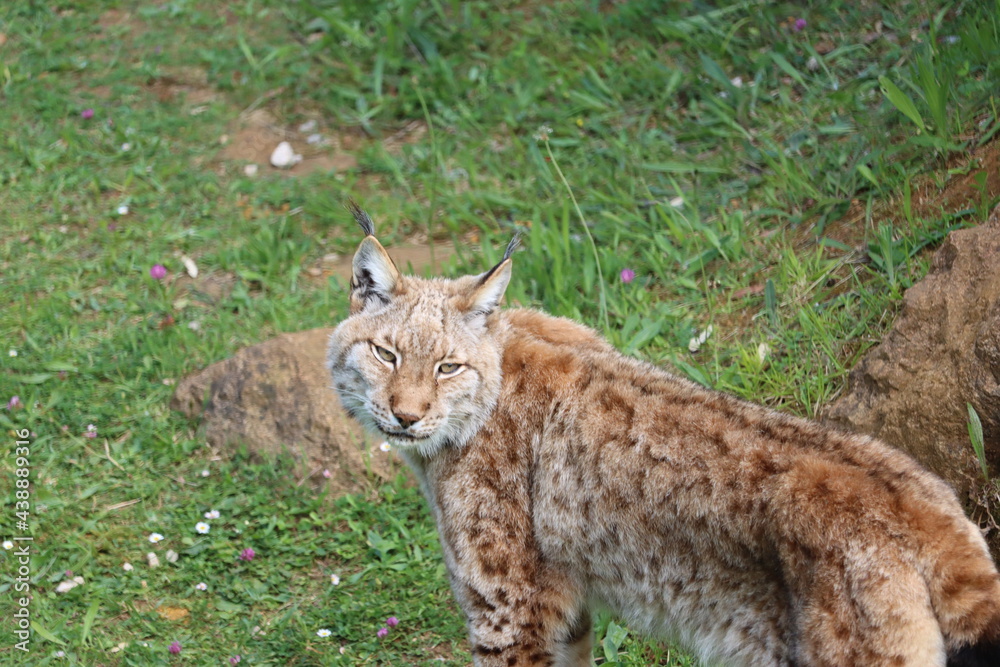 beautiful big cat lynx wild freedom fear danger extinction beautiful big cat lynx wild freedom fear danger extinction