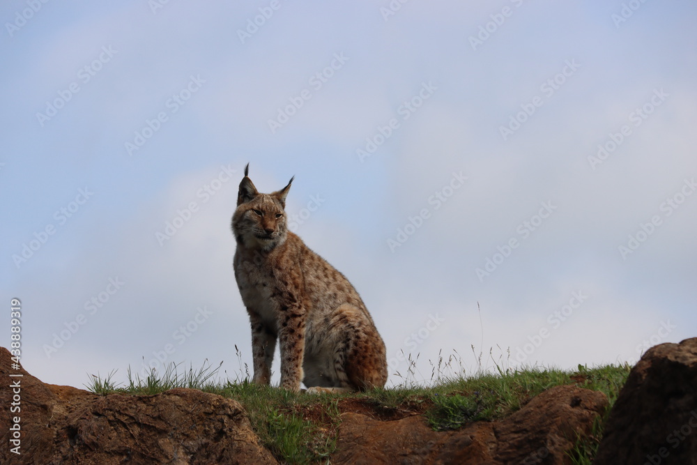 Obraz premium beautiful big cat lynx wild freedom fear danger extinction