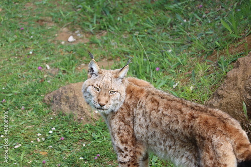 beautiful big cat lynx wild freedom fear danger extinction © Malomalot