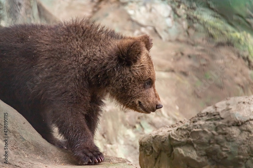 A baby brown bear. Bear cub. Ursus arctos.