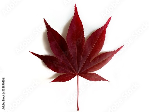 red maple leaf isolated, from bloodwood Japanese maple tree photo