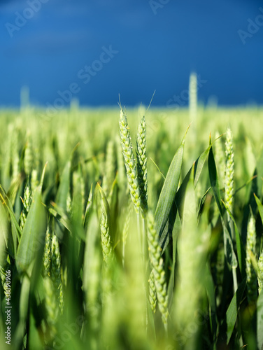 Wheat field and dark sky before the storm. Wheat spike. Agricultural landscap...