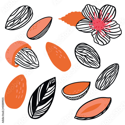 Almond nut modern icon set. Organic, fresh cooking, healthy diet ingredient. Collection for label template, packaging, farm market emblem.