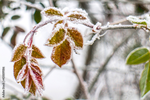 Photography frozen leaf