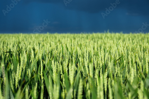Wheat field and dark sky before the storm. Agricultural landscape. Green whea...