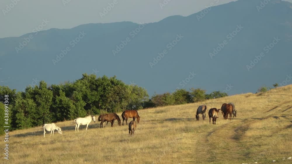 Wild horses grazing in the mountain summer meadow, beautiful summer mountain side landscape Wild horses grazing in the mountain summer meadow, beautiful summer mountain side landscape