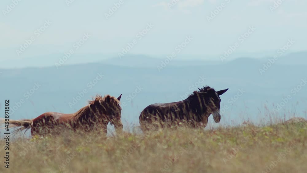Wild horses grazing in the mountain summer meadow, beautiful summer mountain side landscape Wild horses grazing in the mountain summer meadow, beautiful summer mountain side landscape