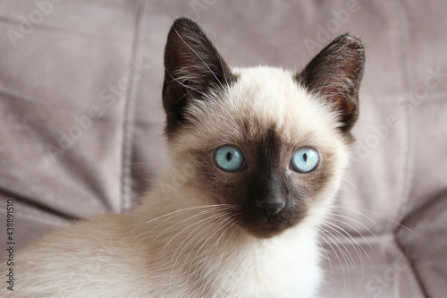 Siamese young cat with blue eyes. Male kitten, black ears and white fur
