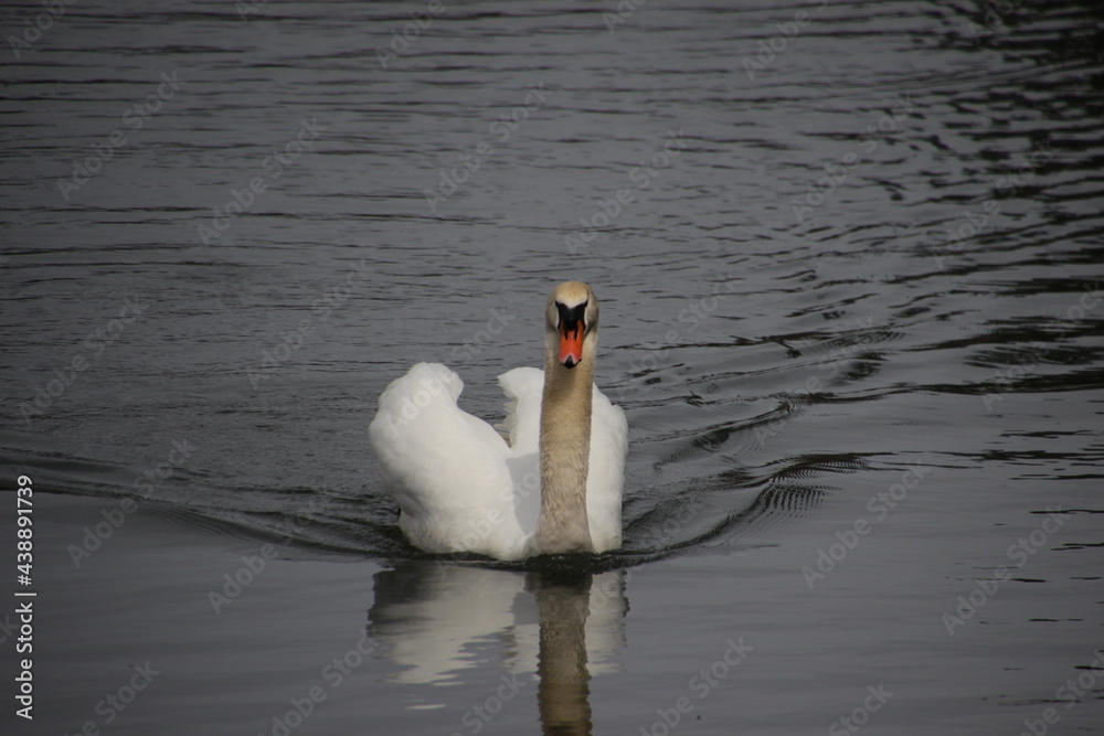 Naklejka premium 首から上が汚れた白鳥 / white swan