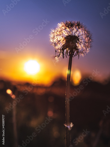 dandelion against sunset