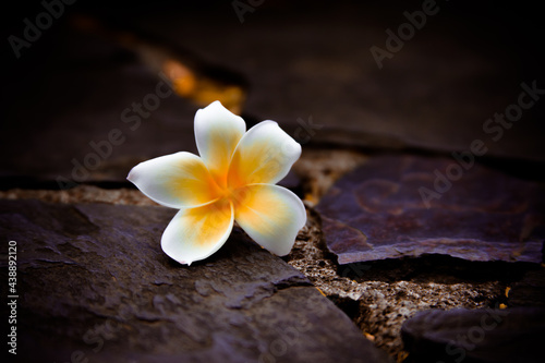 frangipani flower on stones