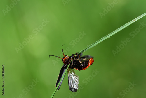 A small beetle hangs from a blade of grass in summer and clings to it as if doing gymnastics