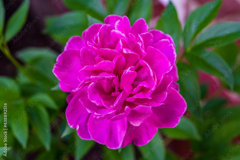 Peony Rose Blossom