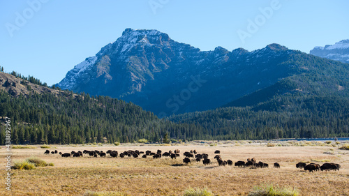 A herd of bison move through the Lamar Valley in Yellowstone National Park on a fall day under a clear blue sky photo