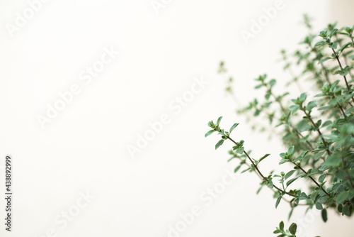 Organic oregano plant growing healthy in a vertical garden for aromatic plants sticked to the wall, selective focus, white background with copy space