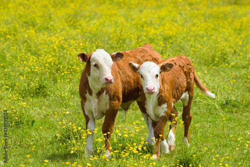 Two young Hereford breed calves in a field of grass with wild buttercups as the pair walk forward