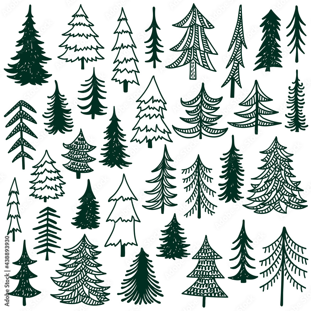 Obraz premium Fir trees hand drawn vector illustration