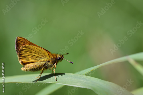 Close-up of a butterfly, the brown thick-headed butterfly (Thymelicus indet), sitting on a blade of grass in the meadow