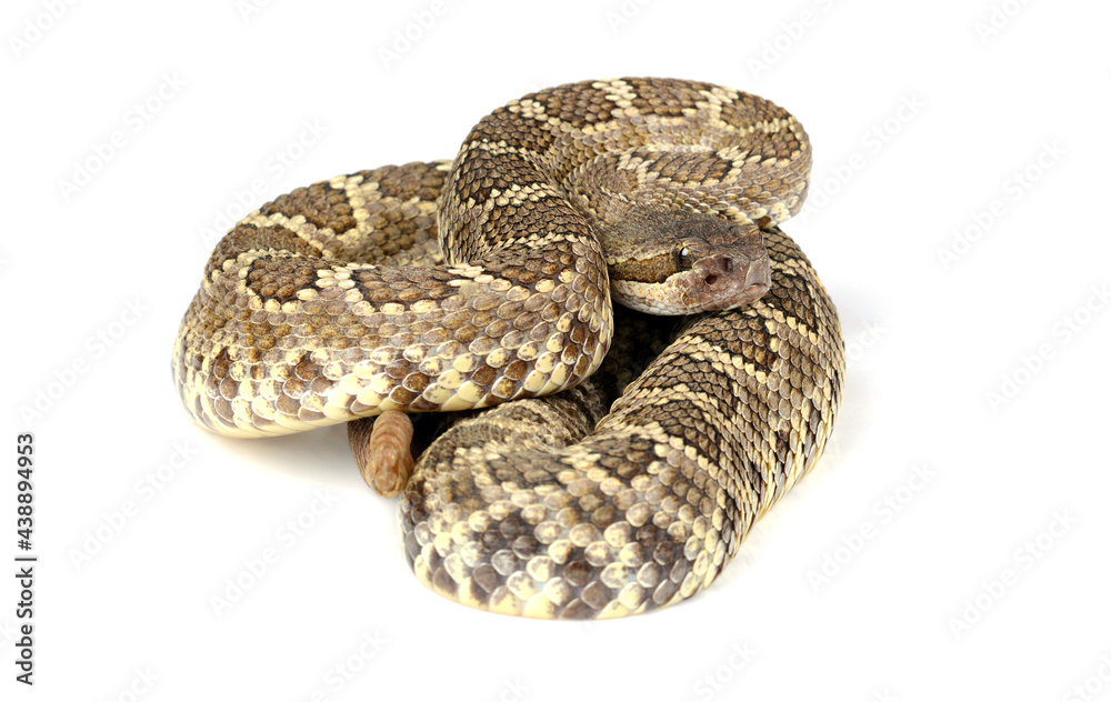Southern Pacific Rattlesnake (Crotalus helleri) against a white background.. Southern Pacific Rattlesnake (Crotalus helleri) against a white background..