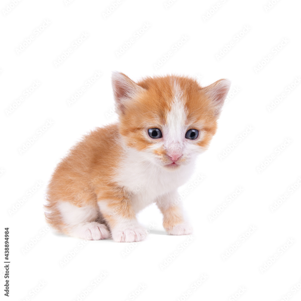 Small ginger kitten isolated on white background. Kitten sitting. Red kitten. Brown kitten Small ginger kitten isolated on white background. Kitten sitting. Red kitten. Brown kitten