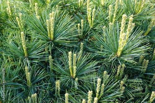 Pinus strobus, commonly denominated the eastern white pine, northern white pine, white pine, Weymouth pine photo