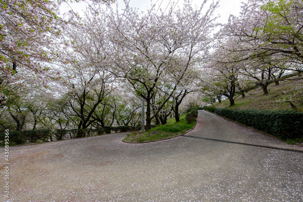 香川県は朝日山森林公園の桜 香川県は朝日山森林公園の桜