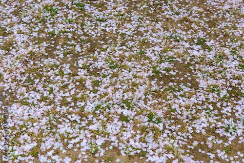 地面に散った桜吹雪