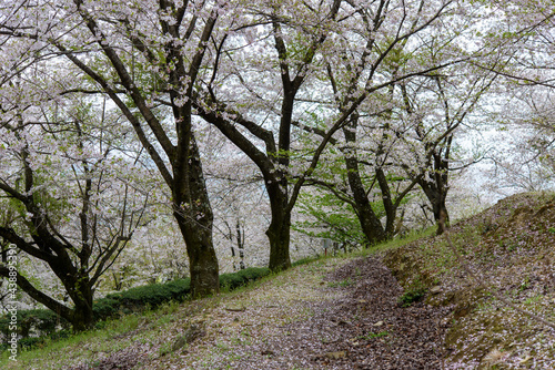 香川県は朝日山森林公園の桜