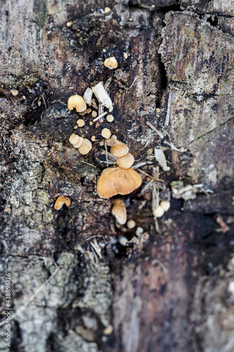 Inedible mushroom of a tree trunk in detail. © lapis2380
