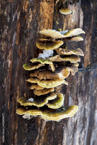 Inedible mushroom of a tree trunk in detail.