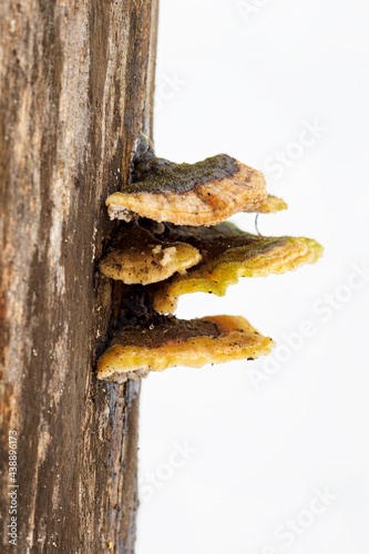 Inedible mushroom of a tree trunk in detail.