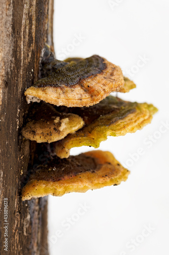 Inedible mushroom of a tree trunk in detail.