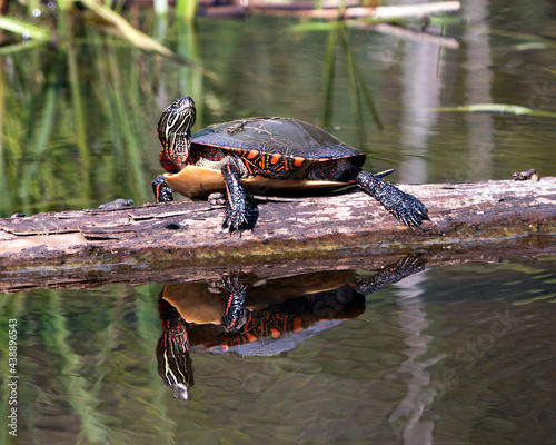 Painted Turtle Photo. Turtle resting on a log with body reflection and displaying its turtle shell, head, paws in its environment and habitat surrounding. Turtle Image. Picture. Portrait.