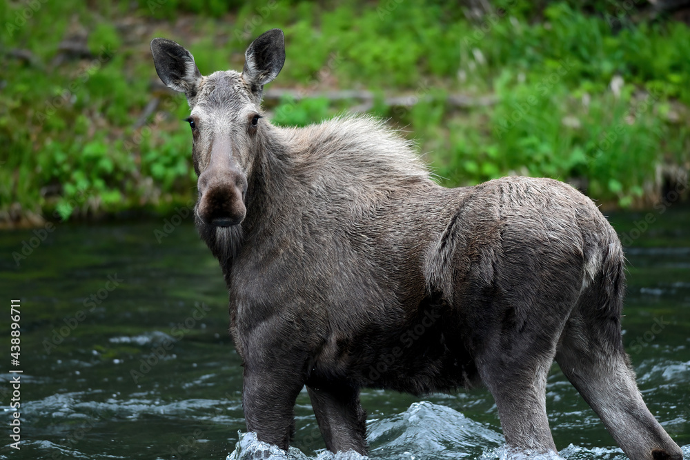 A young moose wades in Alaska's Russian River on an early spring morning.