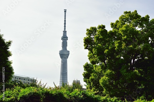 Wallpaper Mural 緑と映るスカイツリー Torontodigital.ca