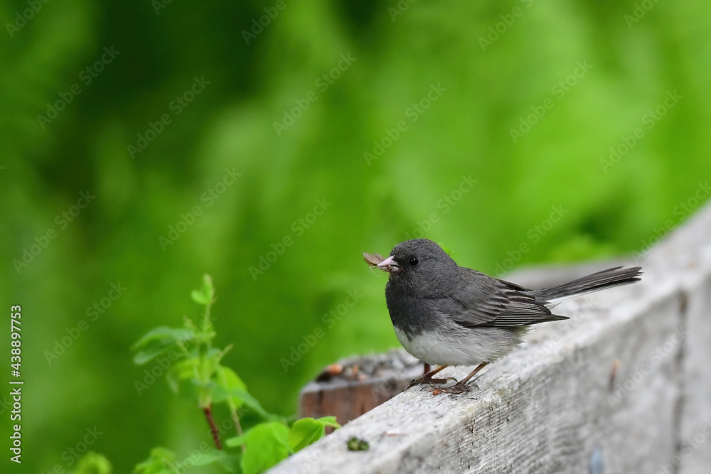 Fototapeta premium An adult Dark-eyed Junco (Junco hyemalis) gathers food from a trail along Alaska's Russian River.
