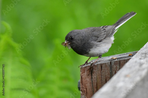 An adult Dark-eyed Junco (Junco hyemalis) gathers food from a trail along Alaska's Russian River.