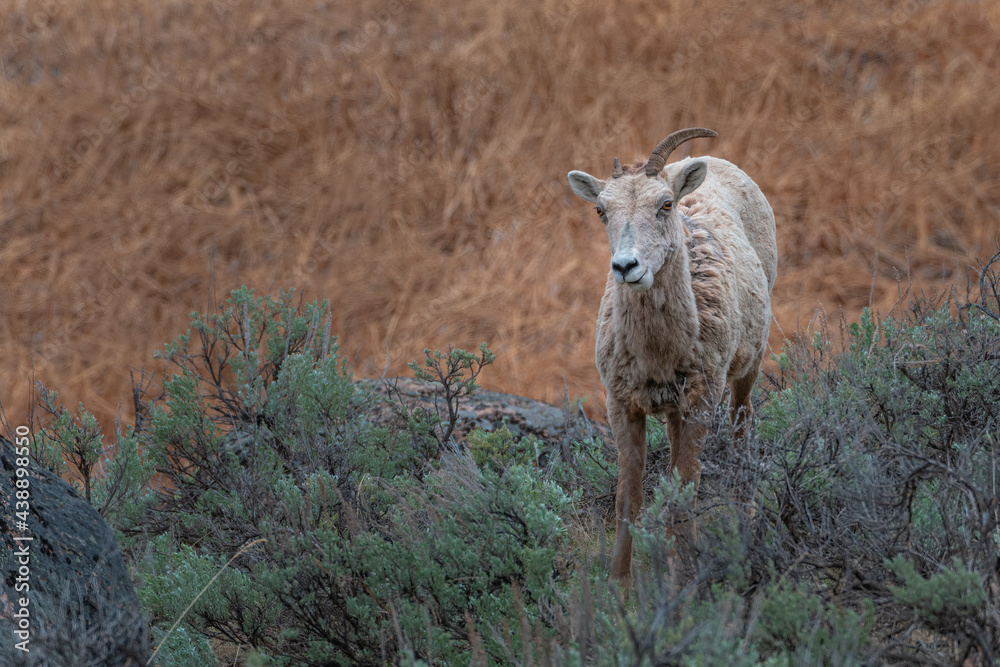 2021-05-10 A YOUNG BIGHORN SHEEP WTH A BROKEN HORN 2021-05-10 A YOUNG BIGHORN SHEEP WTH A BROKEN HORN
