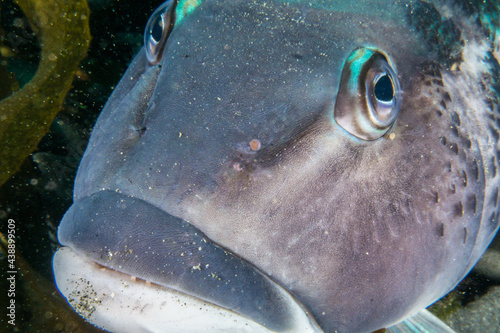 Blue cod, Parapercis colias photo