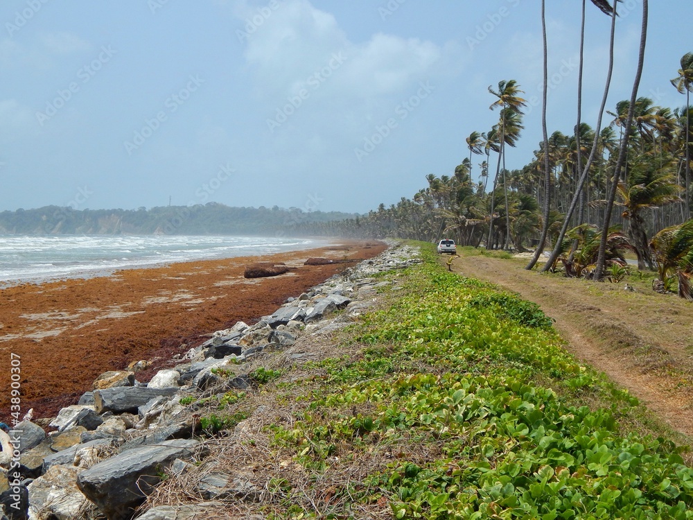 Manzanilla-Mayaro, Trinidad: Sargassum seaweed on the Manzanilla-Mayaro Beaches. These beaches are located on the East Coast of Trinidad.