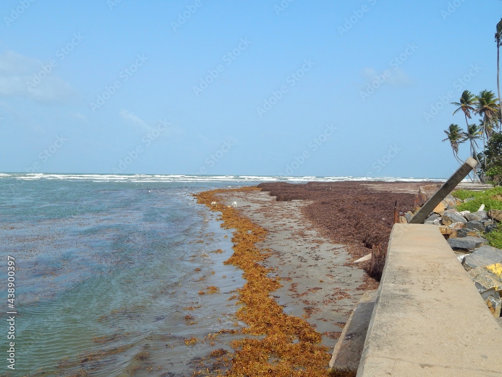 Manzanilla-Mayaro, Trinidad: Sargassum seaweed on the Manzanilla-Mayaro Beaches. These beaches are located on the East Coast of Trinidad.