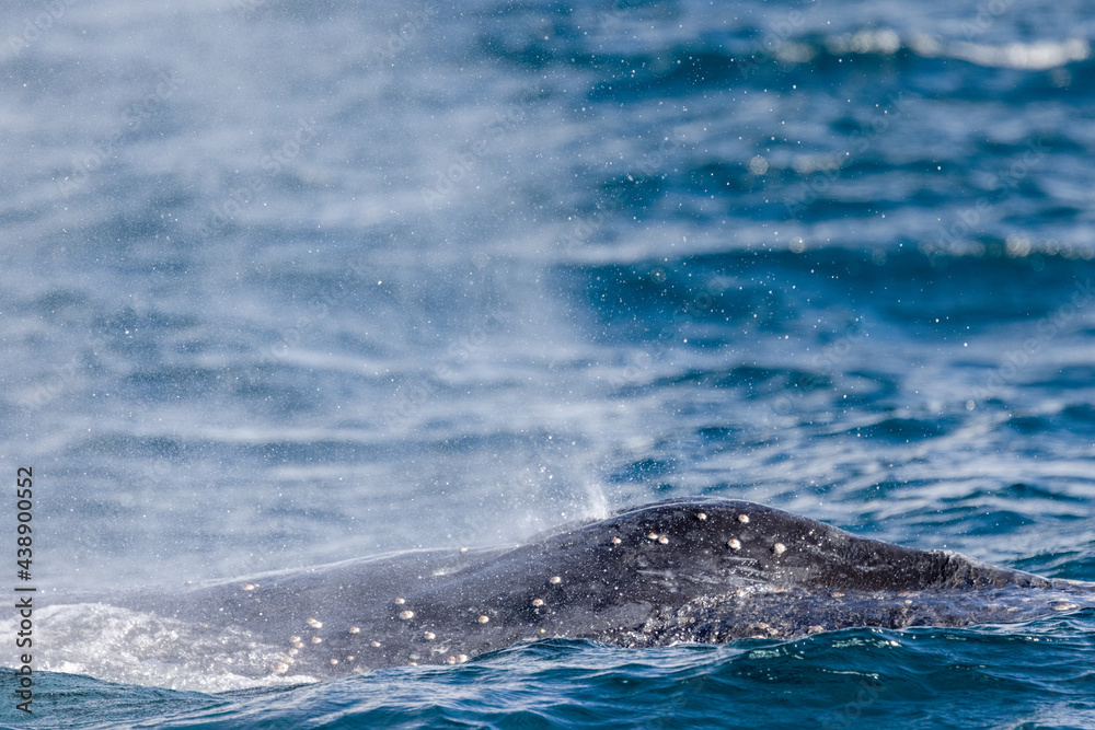 Fototapeta premium Humpback Whale breathing at the surface