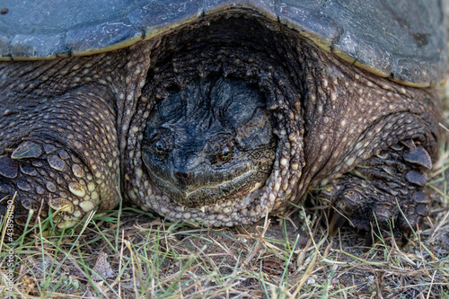 The common snapping turtle (Chelydra serpentina) on a meadow. Every year they leave the freshwater and go to shore for the laying of eggs
