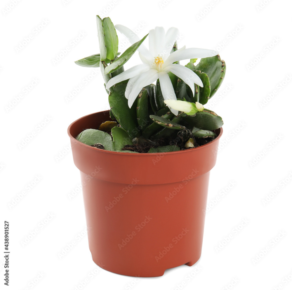 Beautiful blooming Schlumbergera (Christmas or Thanksgiving cactus) isolated on white Beautiful blooming Schlumbergera (Christmas or Thanksgiving cactus) isolated on white