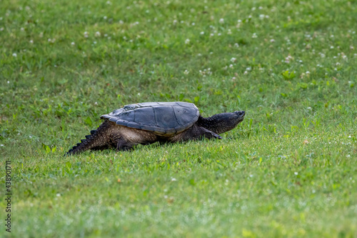 The common snapping turtle (Chelydra serpentina) on a meadow.  Every year they leave the freshwater and go to shore for the laying of eggs