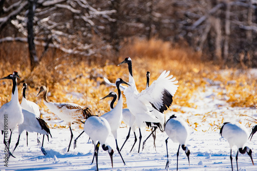 Group of Japanese Red Crowned Cranes in Winter at Tsurui Ito Tancho Crane Sanctuary, Kushiro, Hokkaido, Japan photo